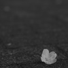 落桜花