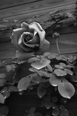 薔薇