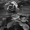 薔薇