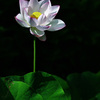 蓮の花