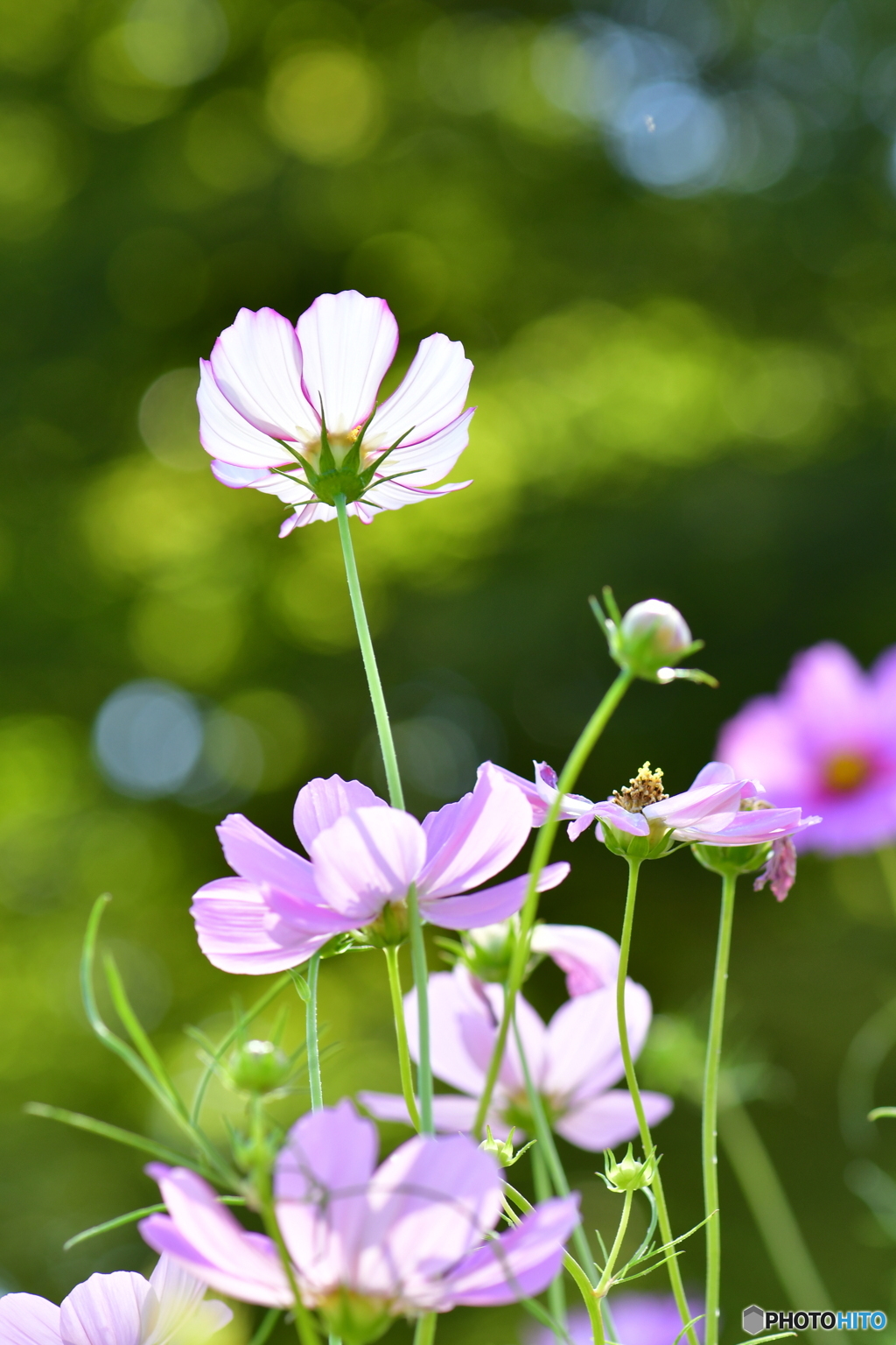 秋桜