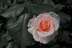 薔薇