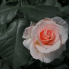 薔薇
