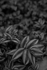 観葉植物