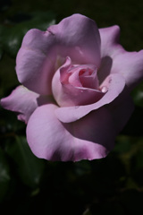 薔薇