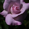 薔薇
