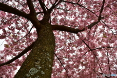 河津桜を見上げて