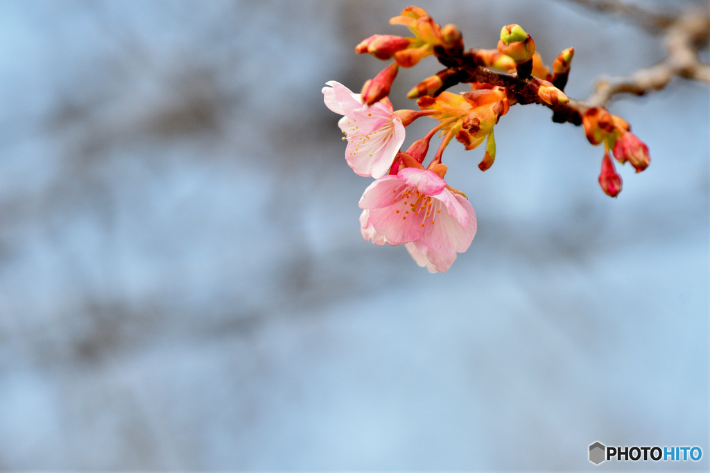 寒桜