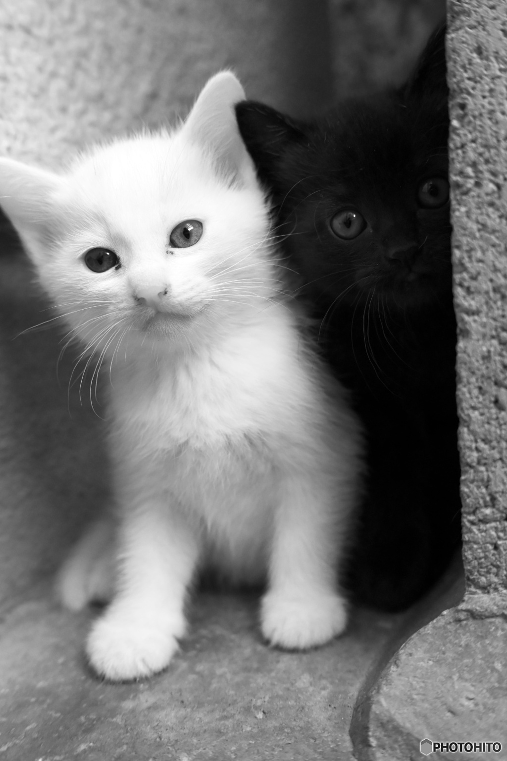 仔猫