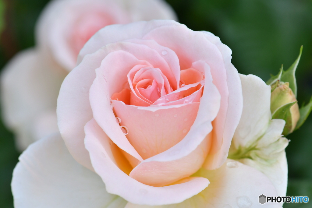 薔薇の滴