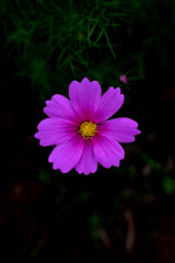秋桜