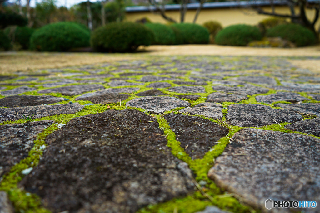 石畳の苔