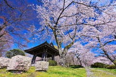 桜乱舞