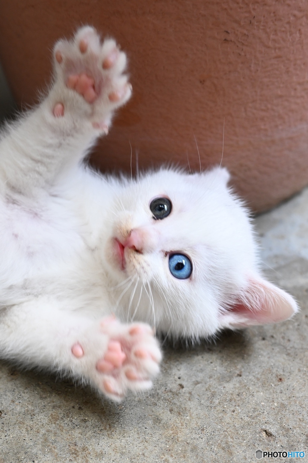 仔猫