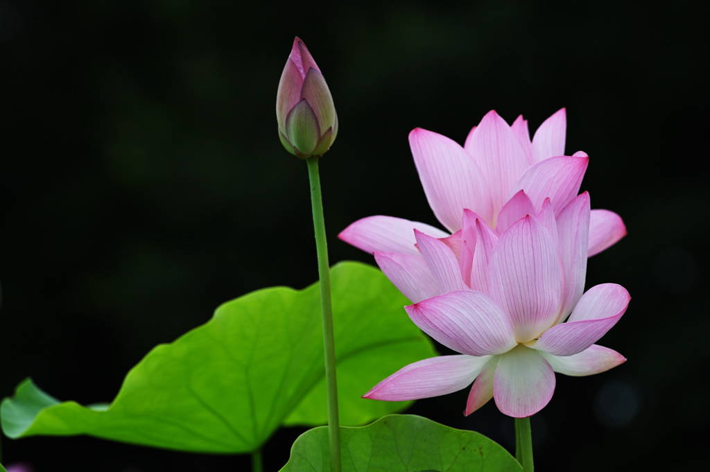 蓮の花