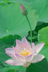 蓮の花