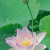 蓮の花