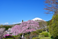 枝垂桜と美女と富士山