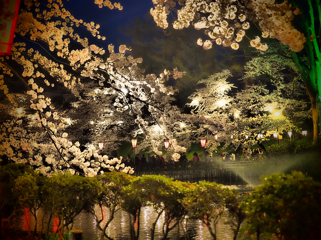 高田公園 三大夜桜