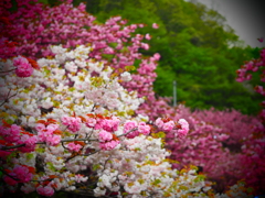 八重桜が満開♬