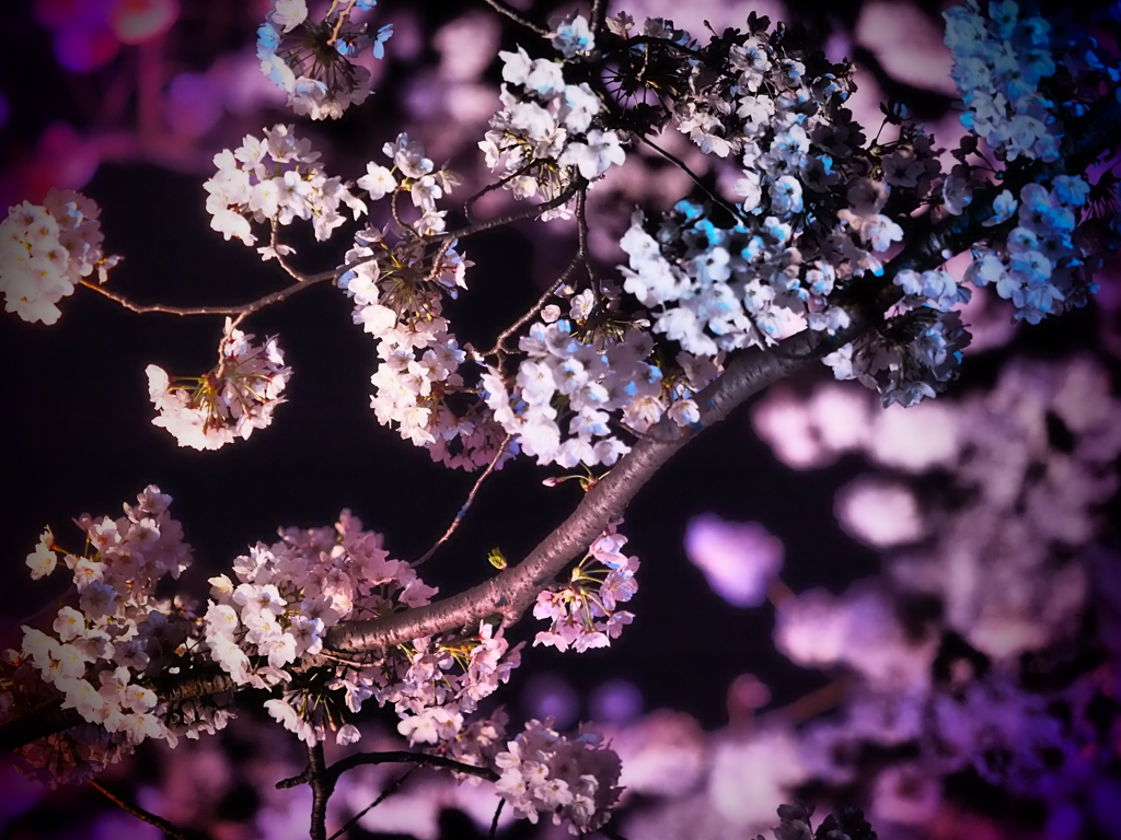 高田三大夜桜♬