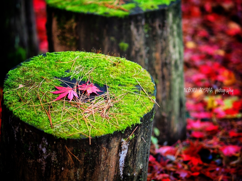 苔と紅葉