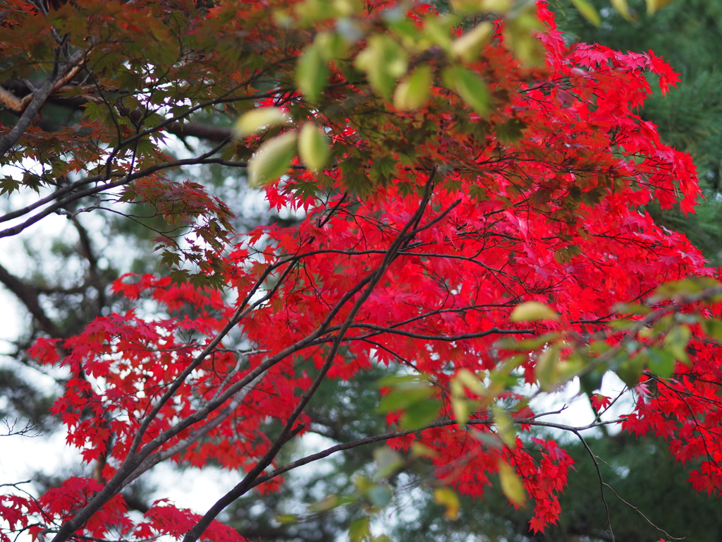 紅葉みっけ(^ ^)