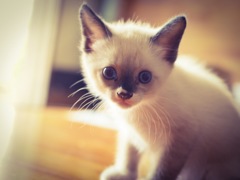 捨て猫から飼い猫になりました(>_<)