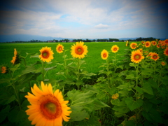 太陽どこだ？