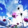 空と秋桜♬