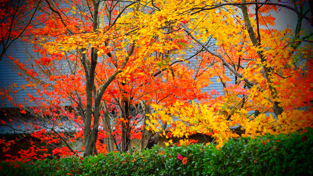 高田公園の紅葉