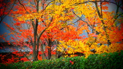 高田公園の紅葉