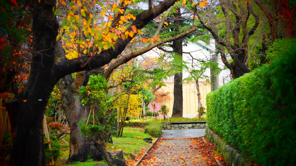 高田公園の紅葉