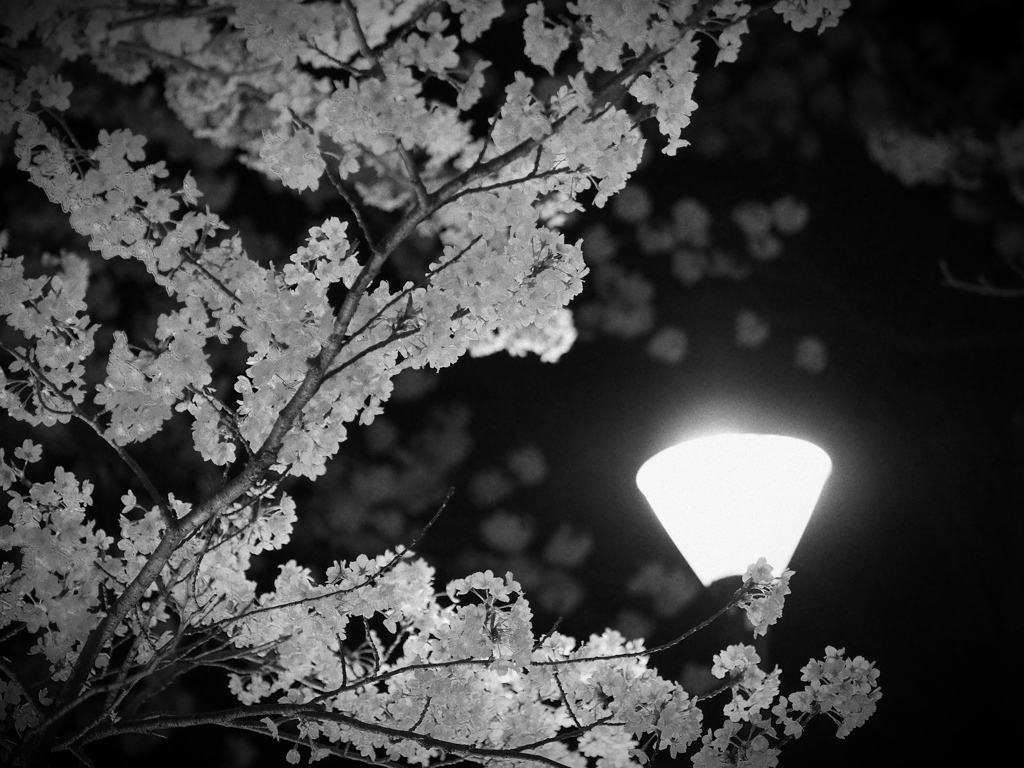 モノクロ夜桜