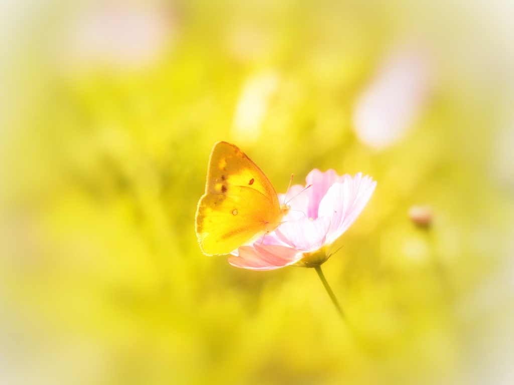 秋桜と蝶々