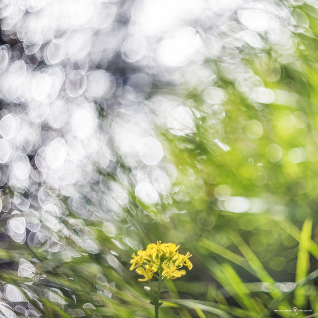 菜の花 7