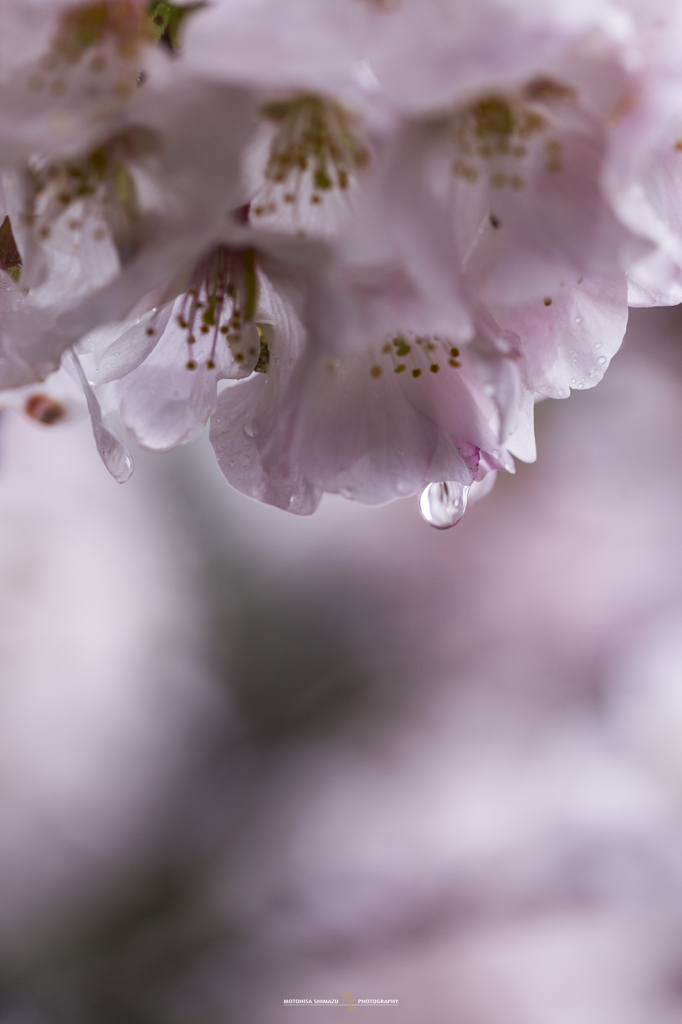 桜の雫