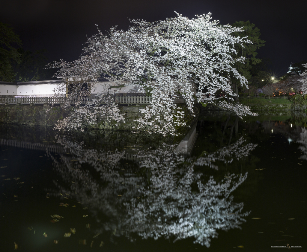 小田原城の夜桜