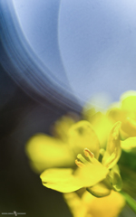 菜の花 8