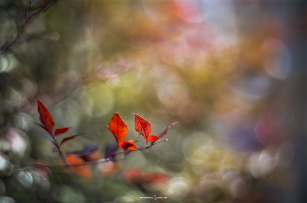 春紅葉