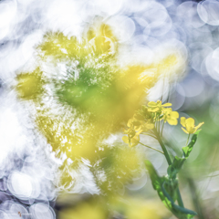 菜の花 4