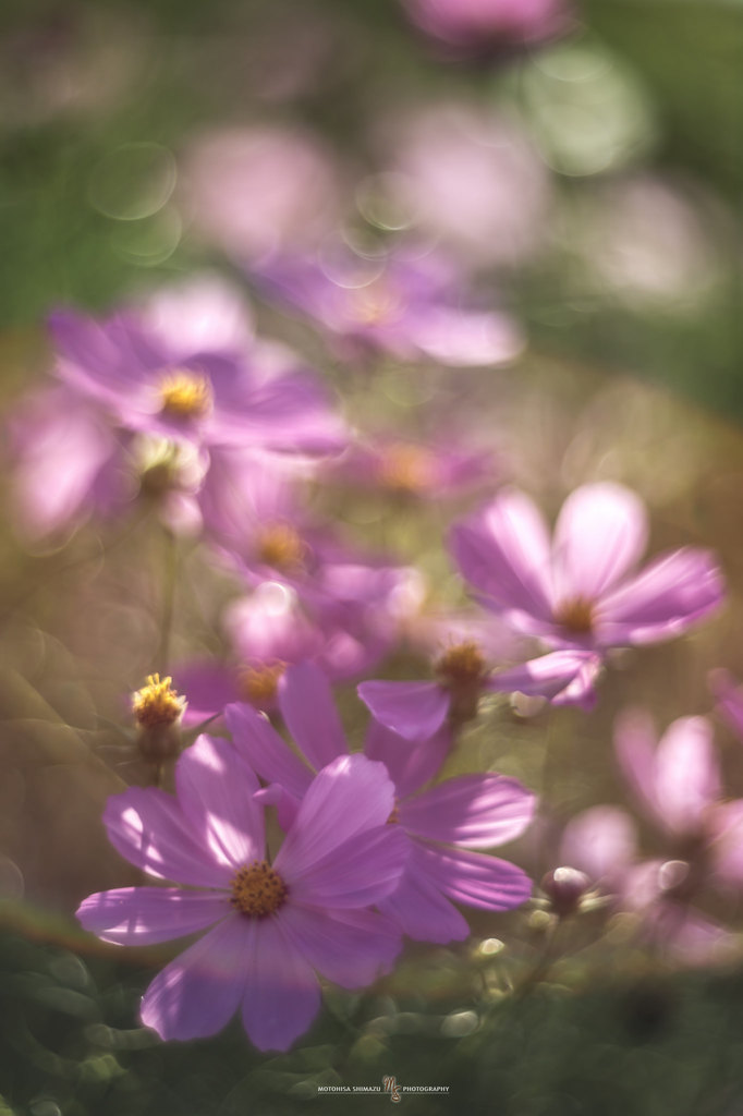 cosmos 1