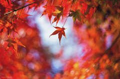Leaf Peeping 1