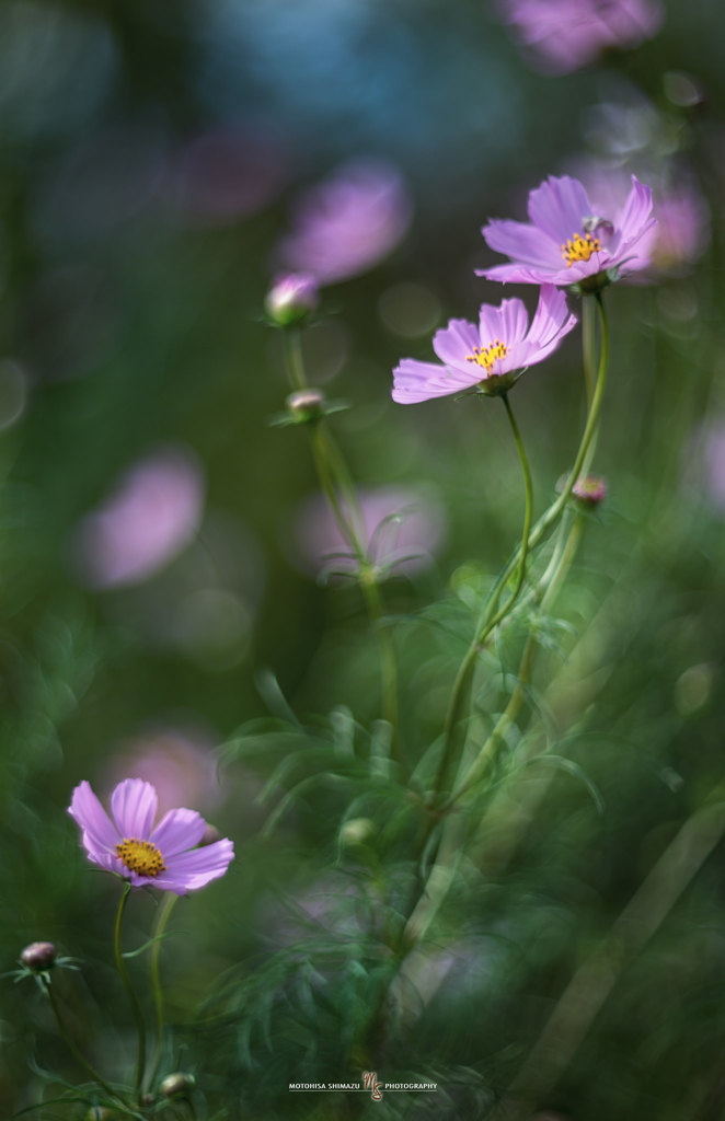 cosmos 3