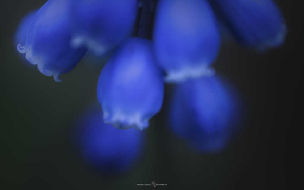 Muscari -Grape hyacinth-