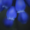 Muscari -Grape hyacinth-