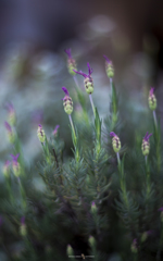 Lavandula stoechas