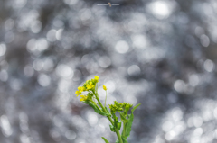 菜の花 6