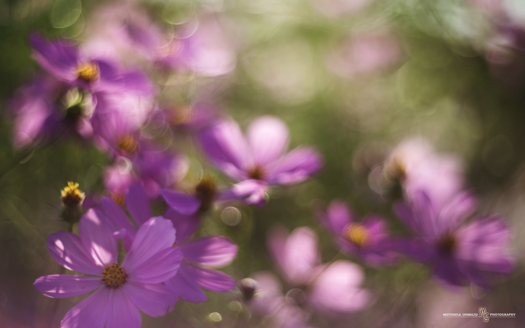cosmos 2