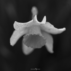 水仙